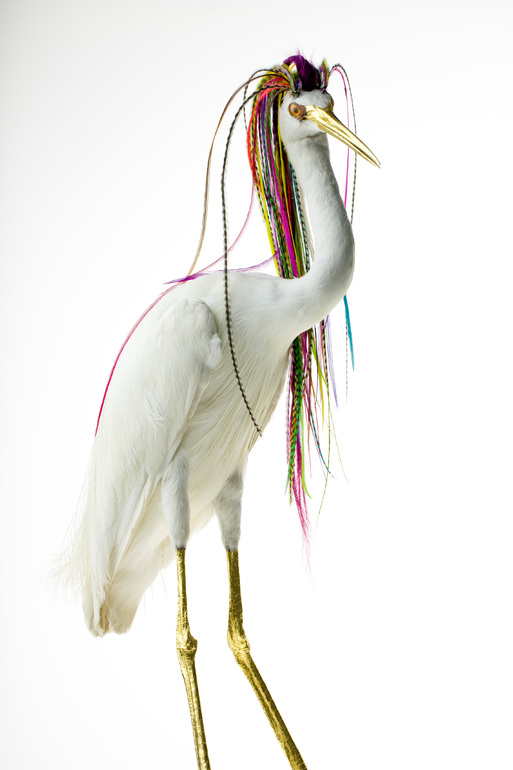 Des taxidermies d'oiseaux avec des cheveux par Karley Feaver taxidermies d oiseaux avec des cheveux de karley feaver 9 taxidermies-d-oiseaux-avec-des-cheveux-de-karley-feaver-9