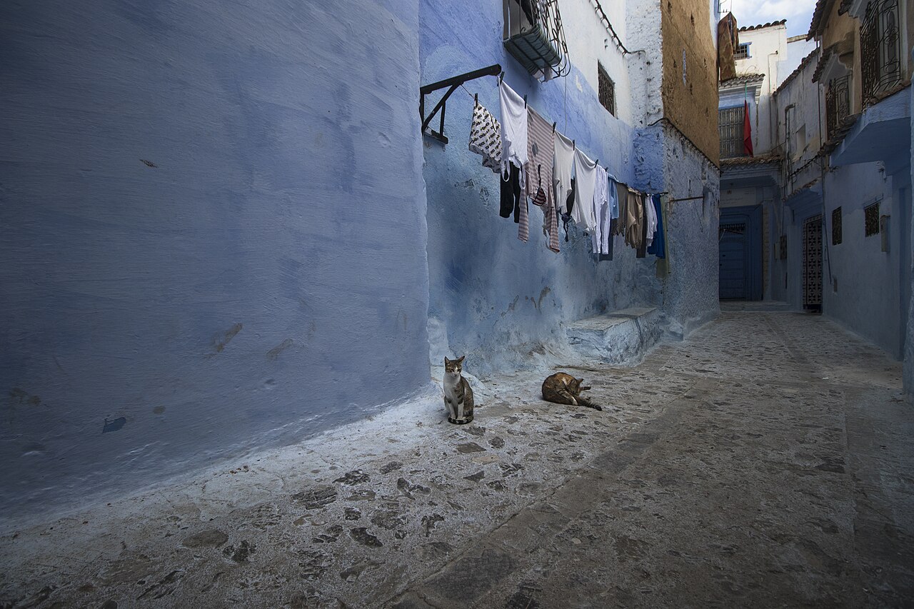 Chats dans une ruelle de Chefchaouen au Maroc Chats dans une ruelle de Chefchaouen au Maroc
