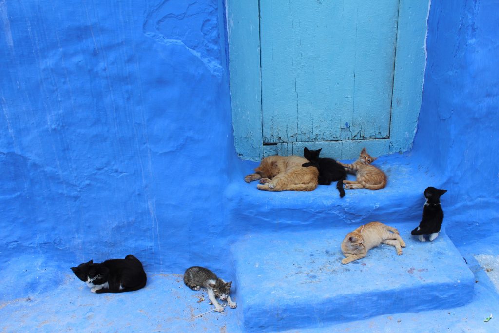 Chefchaouen ville bleue du Maroc chefchaouen ville bleue du maroc 5 chefchaouen-ville-bleue-du-maroc-5