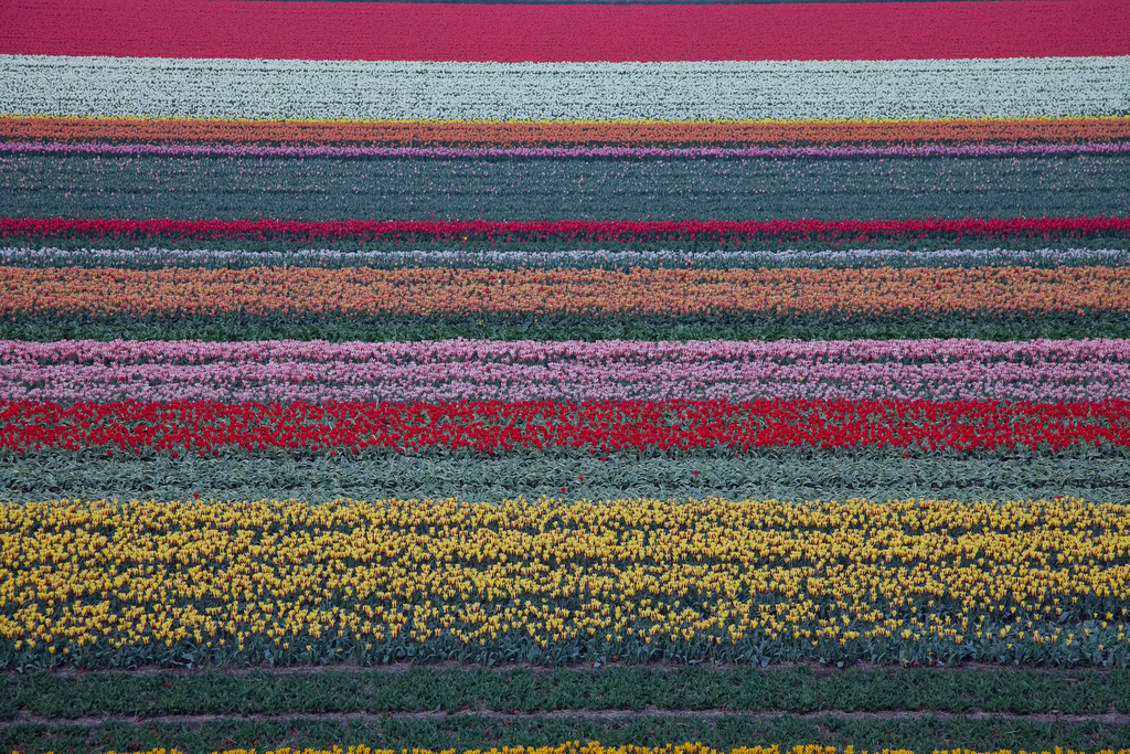 15 photos d'incroyables champs de tulipes colorés pays bas champs de tulipes colores 101 pays-bas-champs-de-tulipes-colores-101