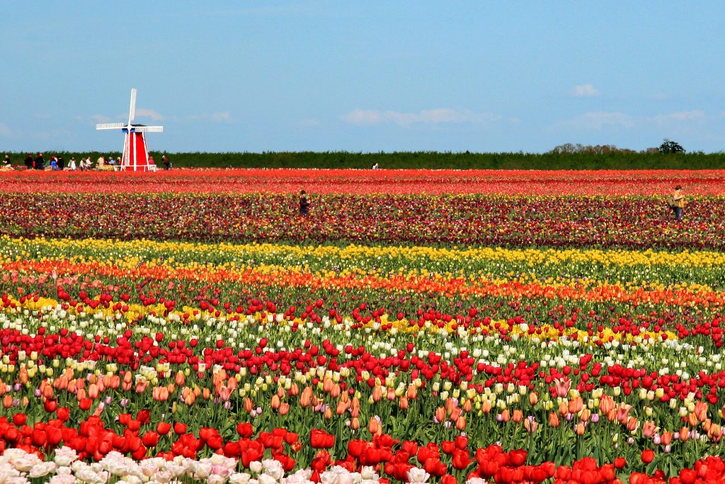 15 photos d'incroyables champs de tulipes colorés pays bas champs de tulipes colores 121 pays-bas-champs-de-tulipes-colores-121