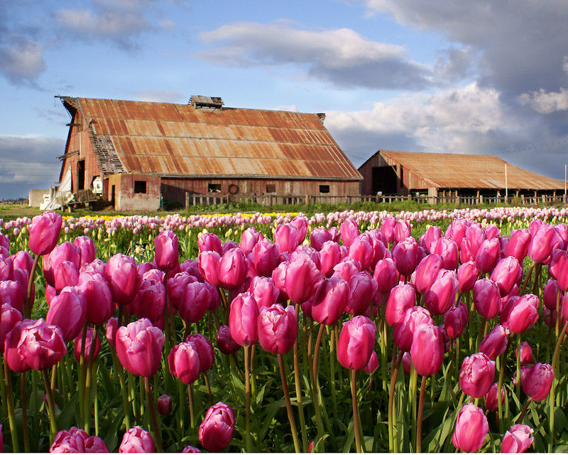 15 photos d'incroyables champs de tulipes colorés pays bas champs de tulipes colores 141 pays-bas-champs-de-tulipes-colores-141