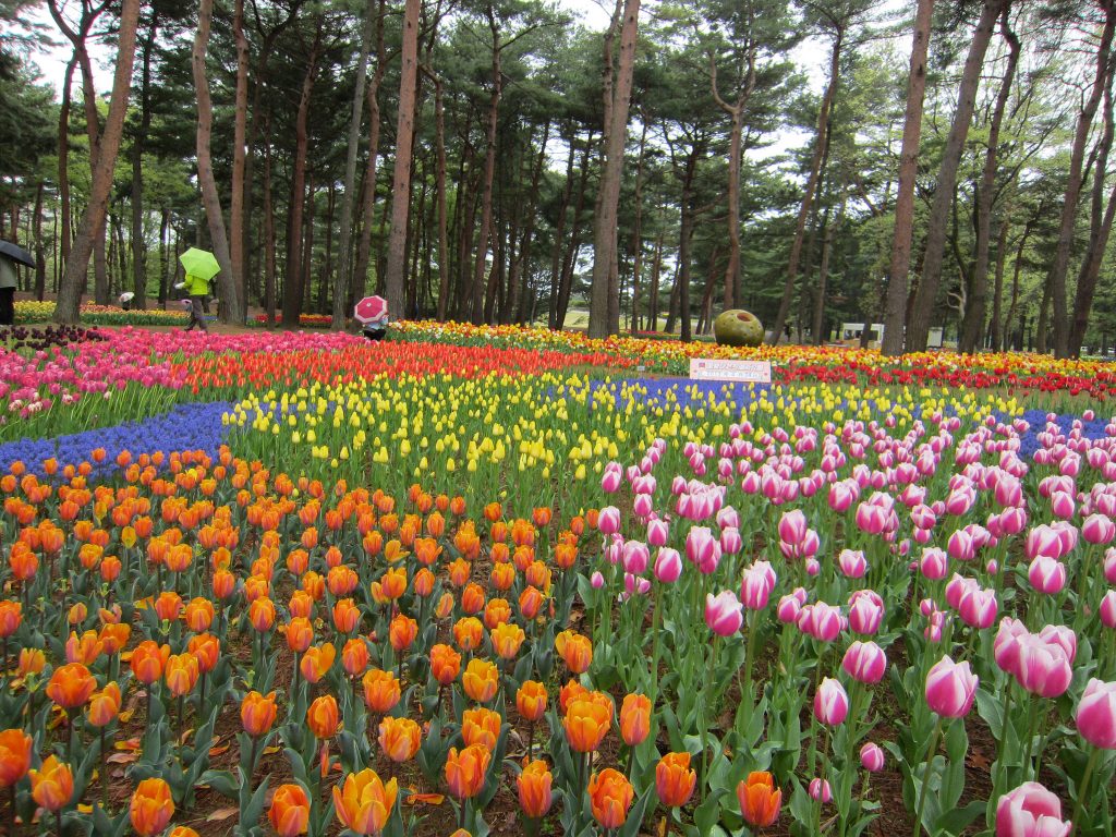 15 photos d'incroyables champs de tulipes colorés pays bas champs de tulipes colores 16 1 pays-bas-champs-de-tulipes-colores-16