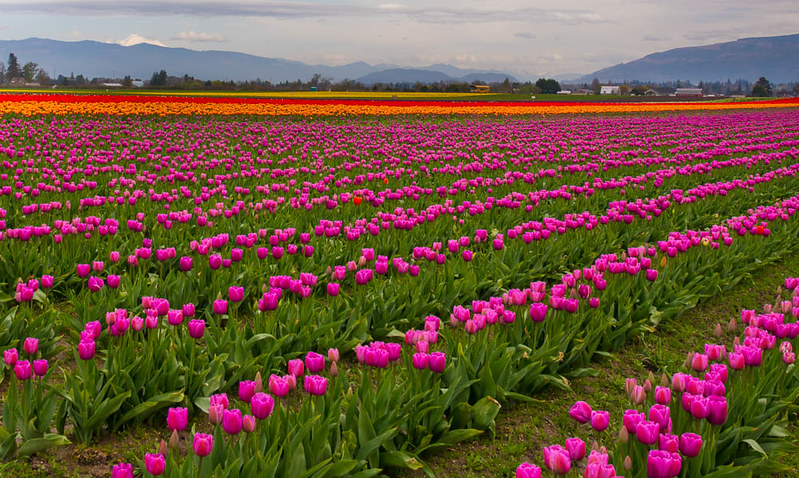 15 photos d'incroyables champs de tulipes colorés pays bas champs de tulipes colores 31 pays-bas-champs-de-tulipes-colores-31