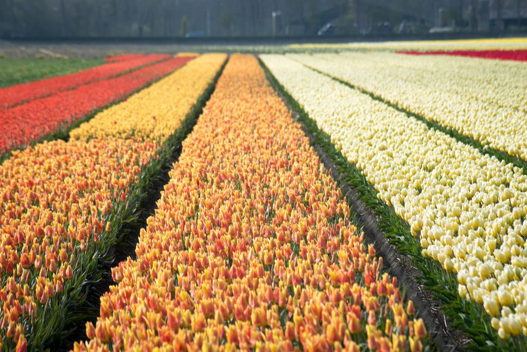 15 photos d'incroyables champs de tulipes colorés pays bas champs de tulipes colores 41 pays-bas-champs-de-tulipes-colores-41