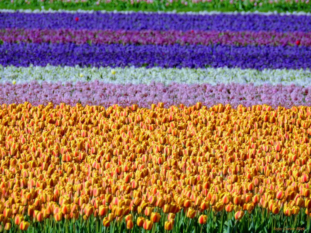 15 photos d'incroyables champs de tulipes colorés pays bas champs de tulipes colores 51 pays-bas-champs-de-tulipes-colores-51