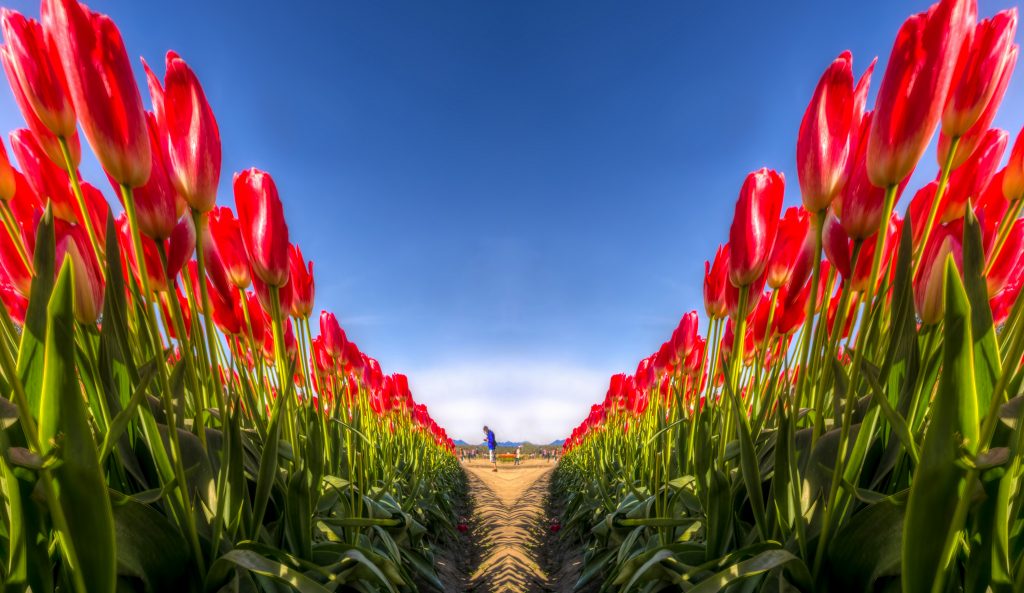15 photos d'incroyables champs de tulipes colorés pays bas champs de tulipes colores 61 pays-bas-champs-de-tulipes-colores-61