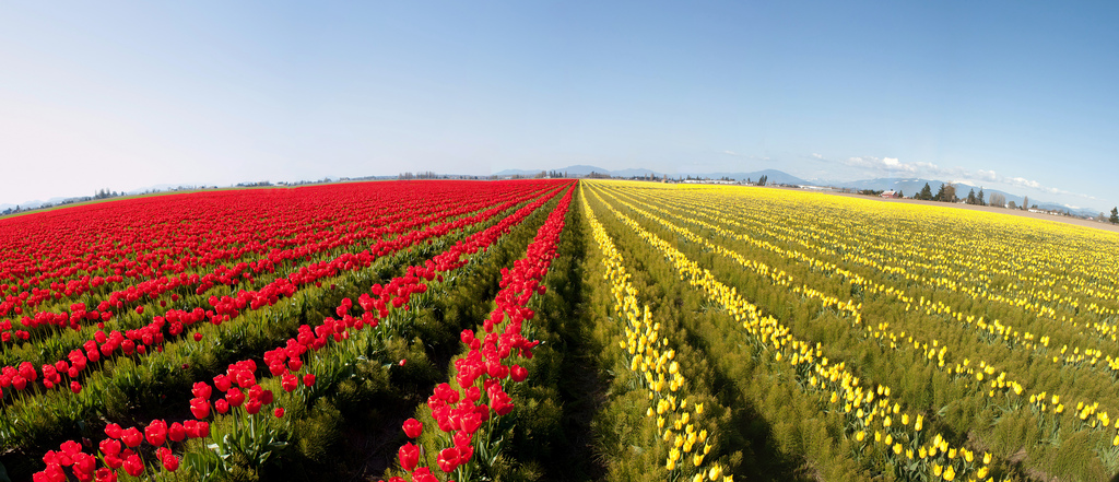 15 photos d'incroyables champs de tulipes colorés pays bas champs de tulipes colores 71 pays-bas-champs-de-tulipes-colores-71