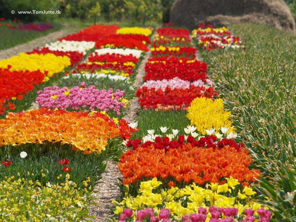 15 photos d'incroyables champs de tulipes colorés pays bas champs de tulipes colores 81 pays-bas-champs-de-tulipes-colores-81
