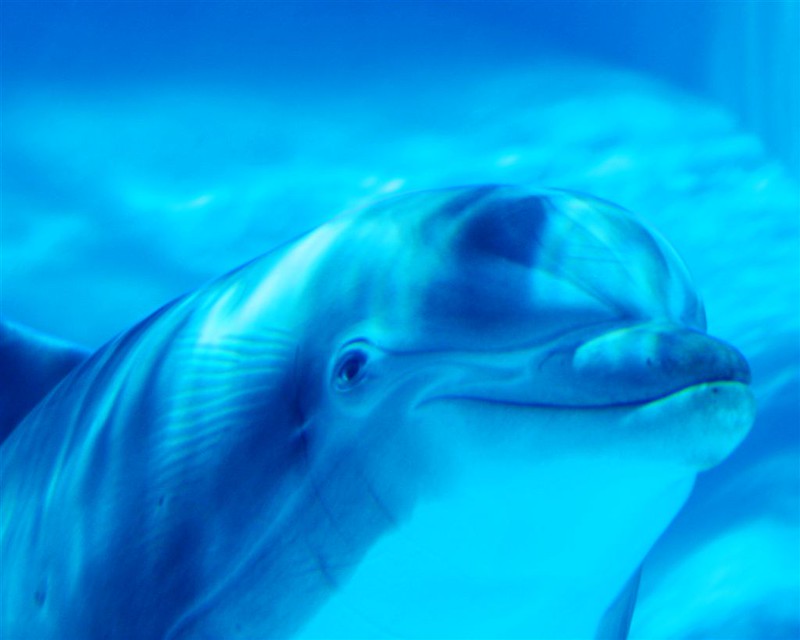 Des sourires d'animaux communicatifs sourires d animaux communicatifs dauphin1 sourires-d-animaux-communicatifs-dauphin1