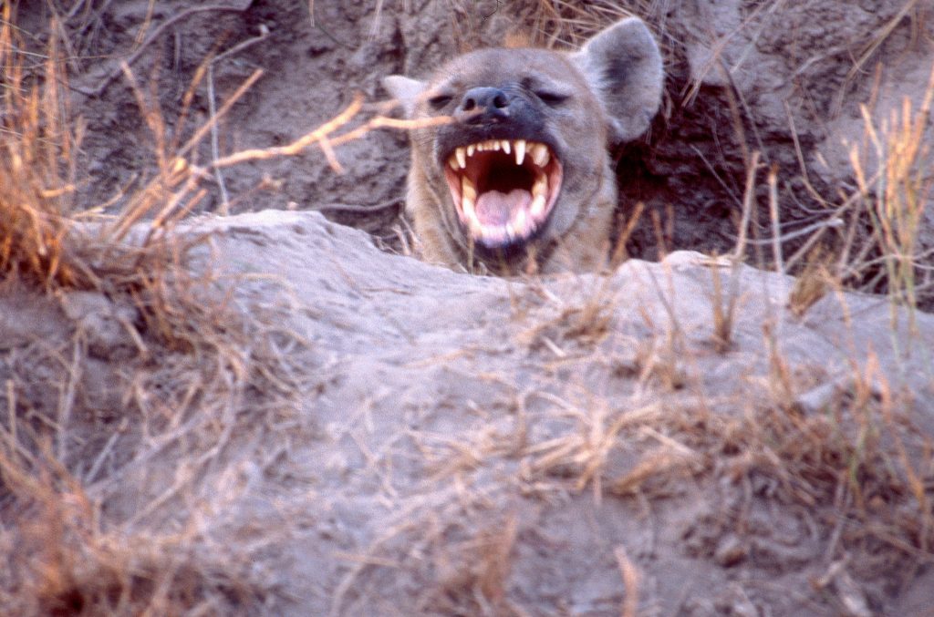 Des sourires d'animaux communicatifs sourires d animaux communicatifs hyene1 sourires-d-animaux-communicatifs-hyene1