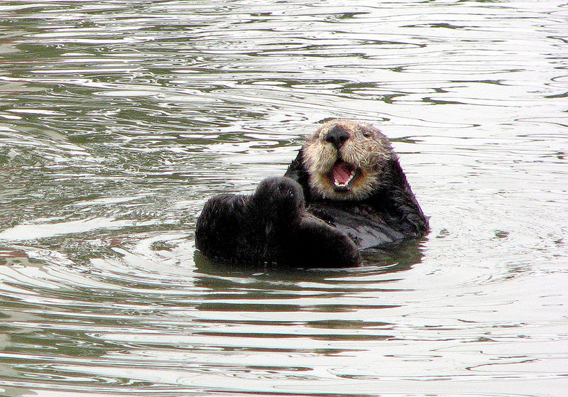 Des sourires d'animaux communicatifs sourires d animaux communicatifs loutre1 sourires-d-animaux-communicatifs-loutre1