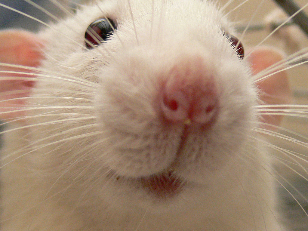 Des sourires d'animaux communicatifs sourires d animaux communicatifs mamifere1 sourires-d-animaux-communicatifs-mamifere1