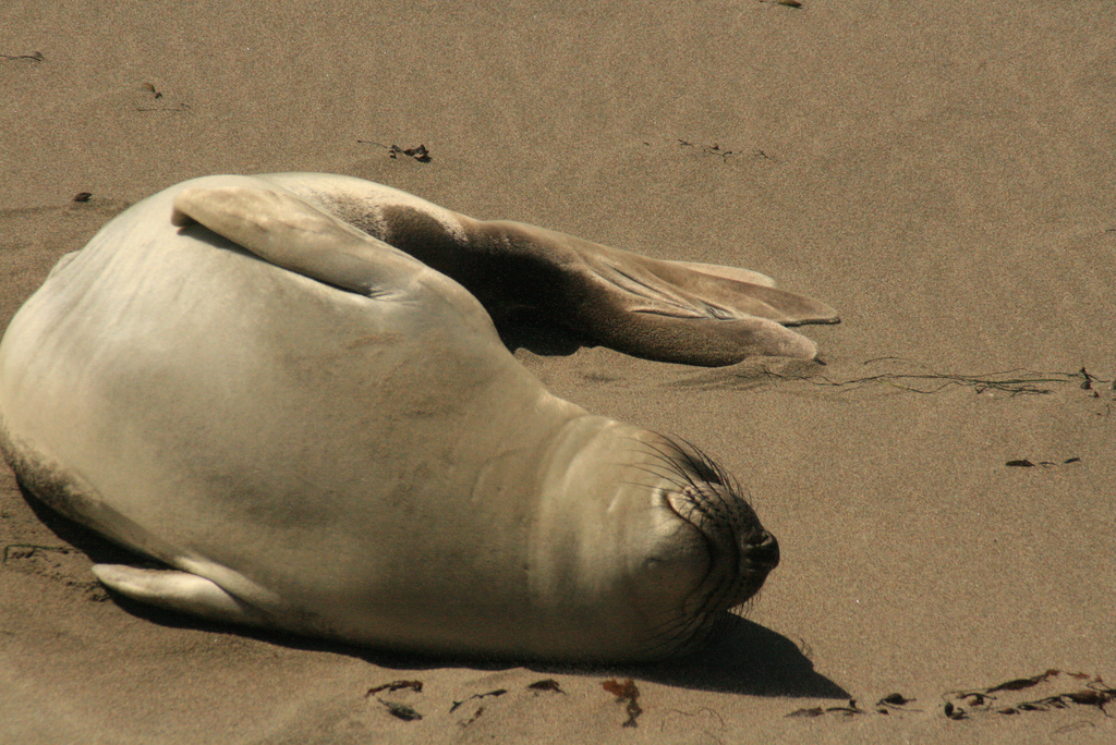 Des sourires d'animaux communicatifs sourires d animaux communicatifs phoque1 sourires-d-animaux-communicatifs-phoque1