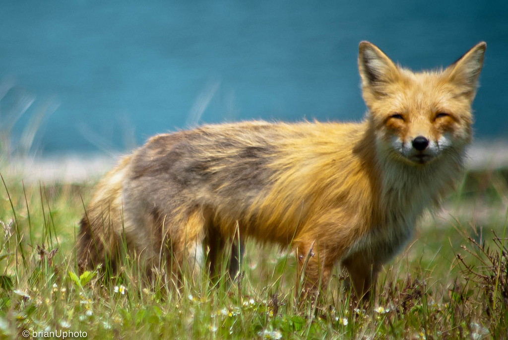 Des sourires d'animaux communicatifs sourires d animaux communicatifs renard1 Smiling fox sourires-d-animaux-communicatifs-renard