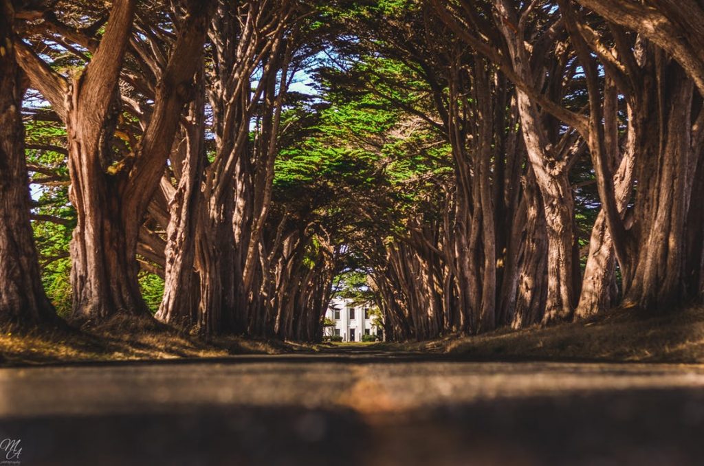 20 tunnels d'arbres magiques 20 tunnels d arbres magiques cypres 20-tunnels-d-arbres-magiques-cypres