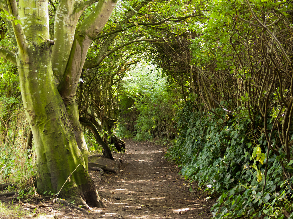 20 tunnels d'arbres magiques 20 tunnels d arbres magiques inconnu 20-tunnels-d-arbres-magiques-inconnu