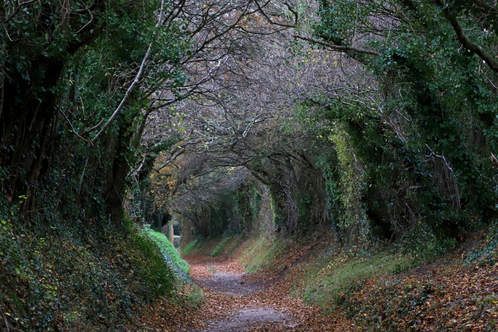 20 tunnels d'arbres magiques 20 tunnels d arbres magiques moulin halnaker 20-tunnels-d-arbres-magiques-moulin-halnaker