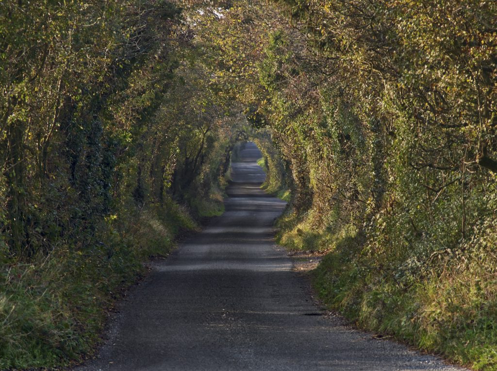 20 tunnels d'arbres magiques 20 tunnels d arbres magiques pays bas 20-tunnels-d-arbres-magiques-pays-bas