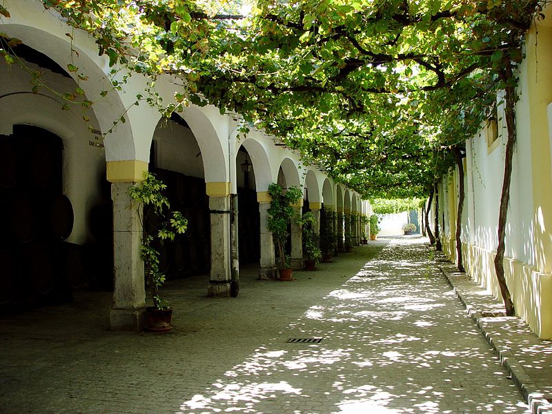20 tunnels d'arbres magiques 20 tunnels d arbres magiques rue de jerez espagne 20-tunnels-d-arbres-magiques-rue-de-jerez-espagne