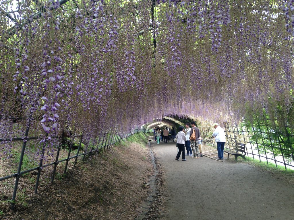 20 tunnels d'arbres magiques 20 tunnels d arbres magiques tunnel de fleurs de wisteria japon 1 20-tunnels-d-arbres-magiques-tunnel-de-fleurs-de-wisteria-japon-1