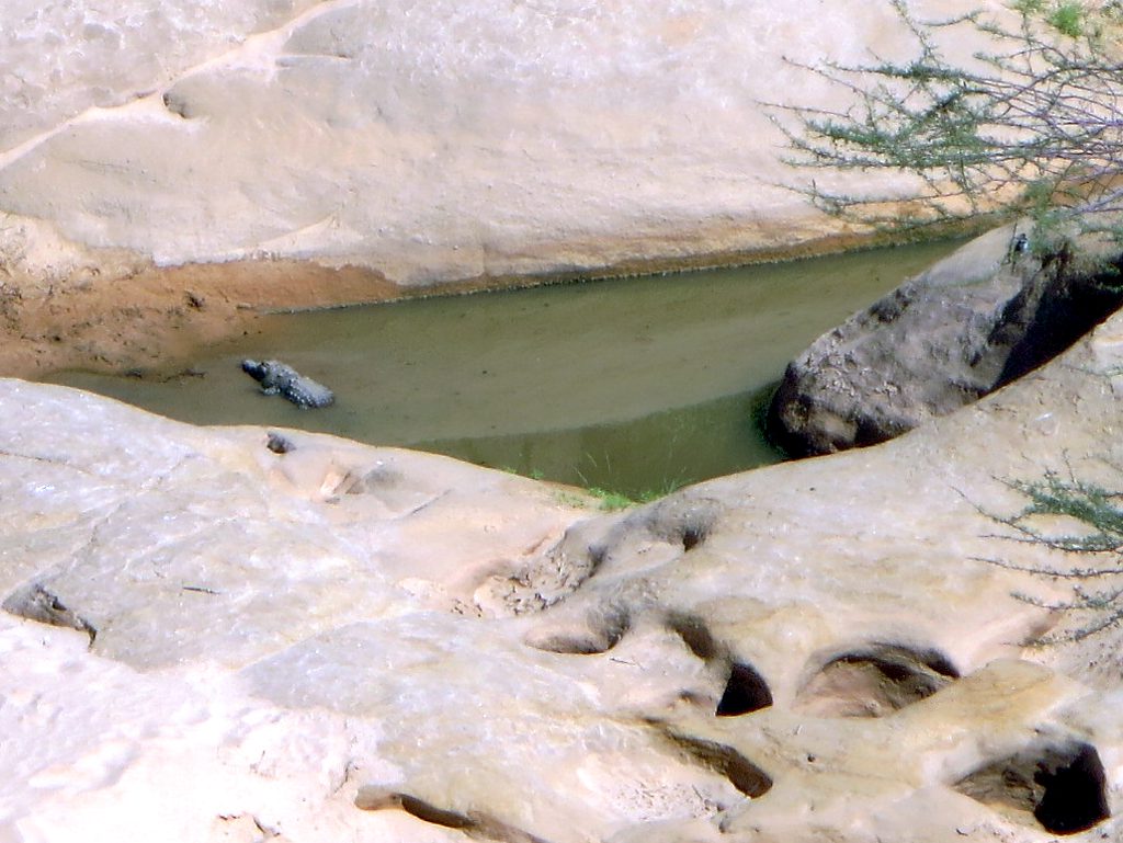 crocodile desert guelta archei tchad Crocodile d’Afrique de l’Ouest dans la Guelta d’Archei au Sahara