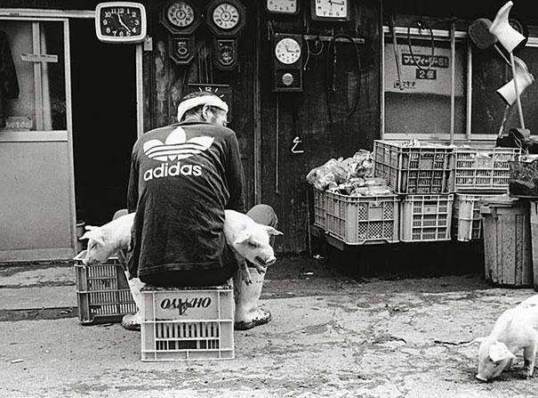 L'amitié entre un fermier et ses cochons etrange amitie entre un fermier et ses cochons 13 etrange-amitie-entre-un-fermier-et-ses-cochons-13