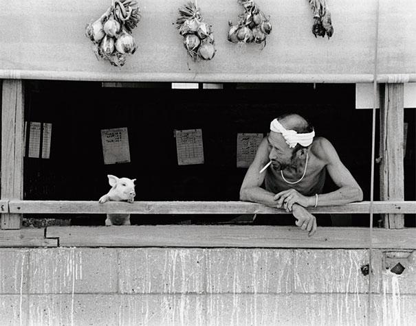 L'amitié entre un fermier et ses cochons etrange amitie entre un fermier et ses cochons 2 etrange-amitie-entre-un-fermier-et-ses-cochons-2