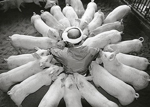 L'amitié entre un fermier et ses cochons etrange amitie entre un fermier et ses cochons 6 etrange-amitie-entre-un-fermier-et-ses-cochons-6