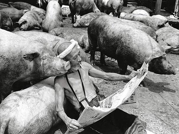 L'amitié entre un fermier et ses cochons etrange amitie entre un fermier et ses cochons 9 etrange-amitie-entre-un-fermier-et-ses-cochons-9