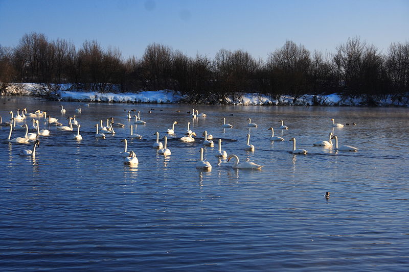 Le lac Svetloe en Sibérie: le vrai lac des cygnes le lac Svetloe le vrai lac des cygnes 1 le-lac-Svetloe-le-vrai-lac-des-cygnes-1
