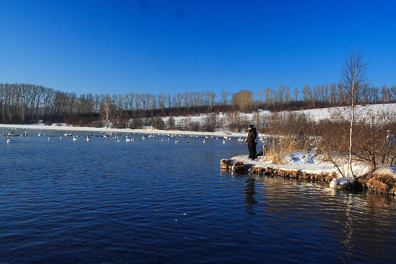 Le lac Svetloe en Sibérie: le vrai lac des cygnes le lac Svetloe le vrai lac des cygnes 3 le-lac-Svetloe-le-vrai-lac-des-cygnes-3