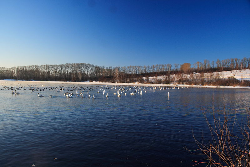 Le lac Svetloe en Sibérie: le vrai lac des cygnes le lac Svetloe le vrai lac des cygnes 4 le-lac-Svetloe-le-vrai-lac-des-cygnes-4