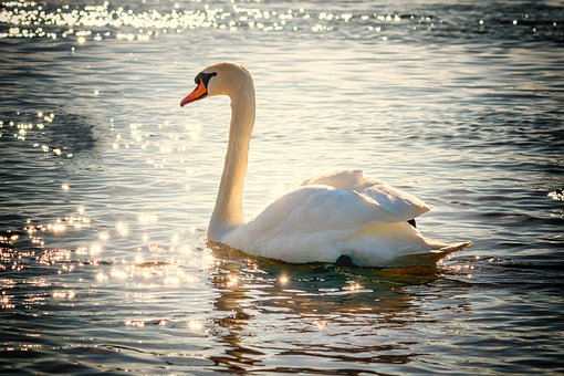 Le lac Svetloe en Sibérie: le vrai lac des cygnes le lac Svetloe le vrai lac des cygnes 5 Water White Bird Lake Nature Swan Feather
