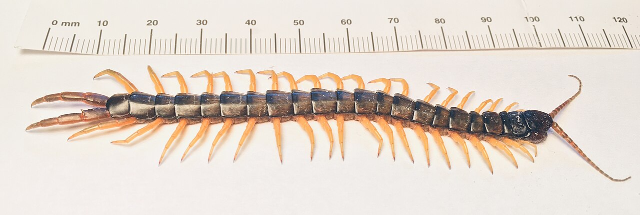 Scolopendra cingulata, scolopendre ceinturé prédateur et venimeux Scolopendra cingulata, scolopendre ceinturé prédateur et venimeux