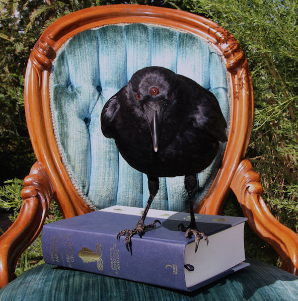 Une taxidermie du corbeau à trois yeux de Game of Thrones taxidermie corbeau a trois yeux de game of thrones 3 taxidermie-corbeau-à-trois-yeux-de-game-of-thrones-3