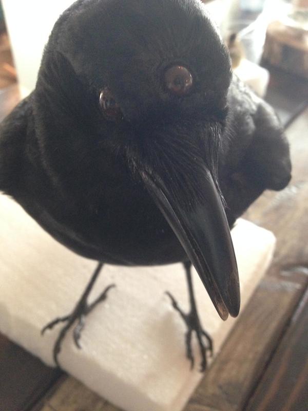 Une taxidermie du corbeau à trois yeux de Game of Thrones taxidermie corbeau a trois yeux de game of thrones 4 taxidermie-corbeau-a-trois-yeux-de-game-of-thrones-4