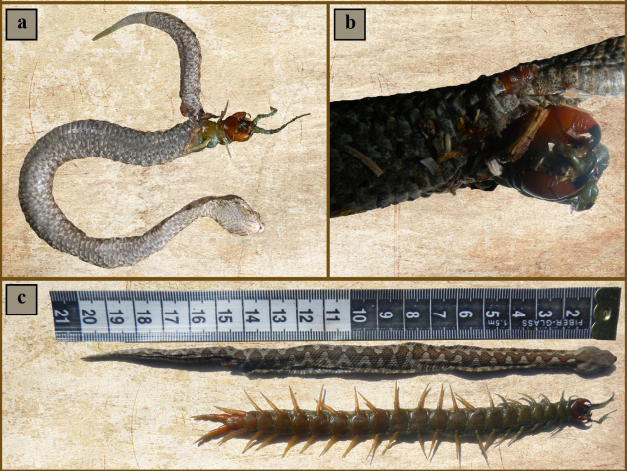 Une vipère mange un mille patte qui tue le serpent un serpent mange un centipede qui le tue un-serpent-mange-un-mille-patte-qui-tue-le-serpent