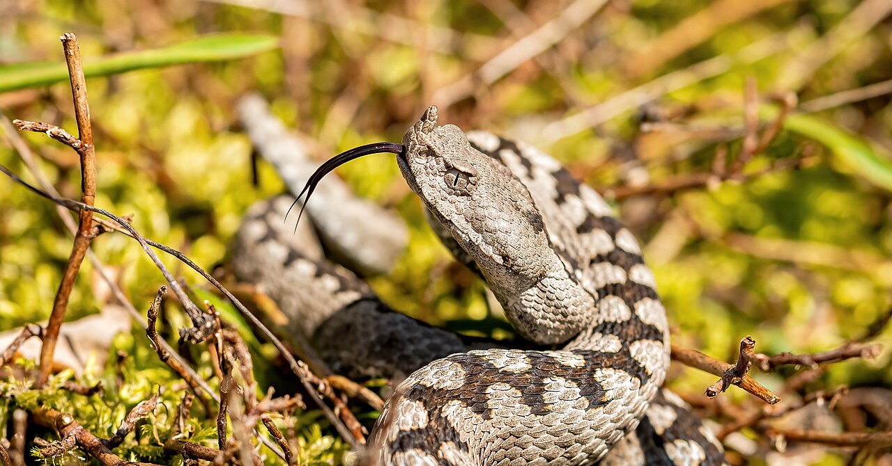 Tête de Vipera ammodytes, la vipère ammodyte au museau cornu Tête de Vipera ammodytes, la vipère ammodyte au museau cornu