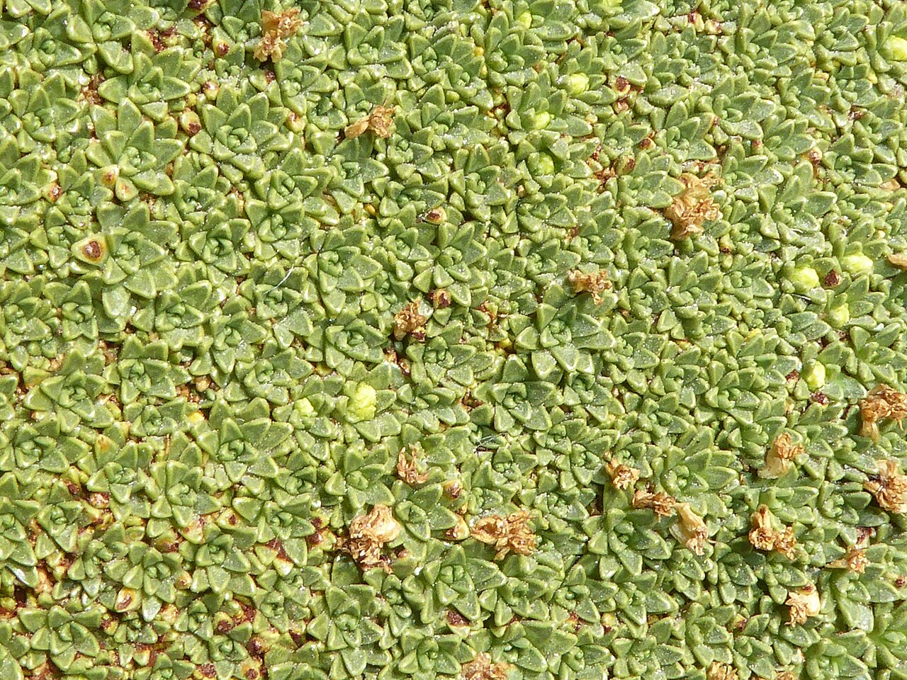 azorella compacta gros plan feuilles Gros plan sur les petites feuilles serrées d’une yareta Azorella compacta
