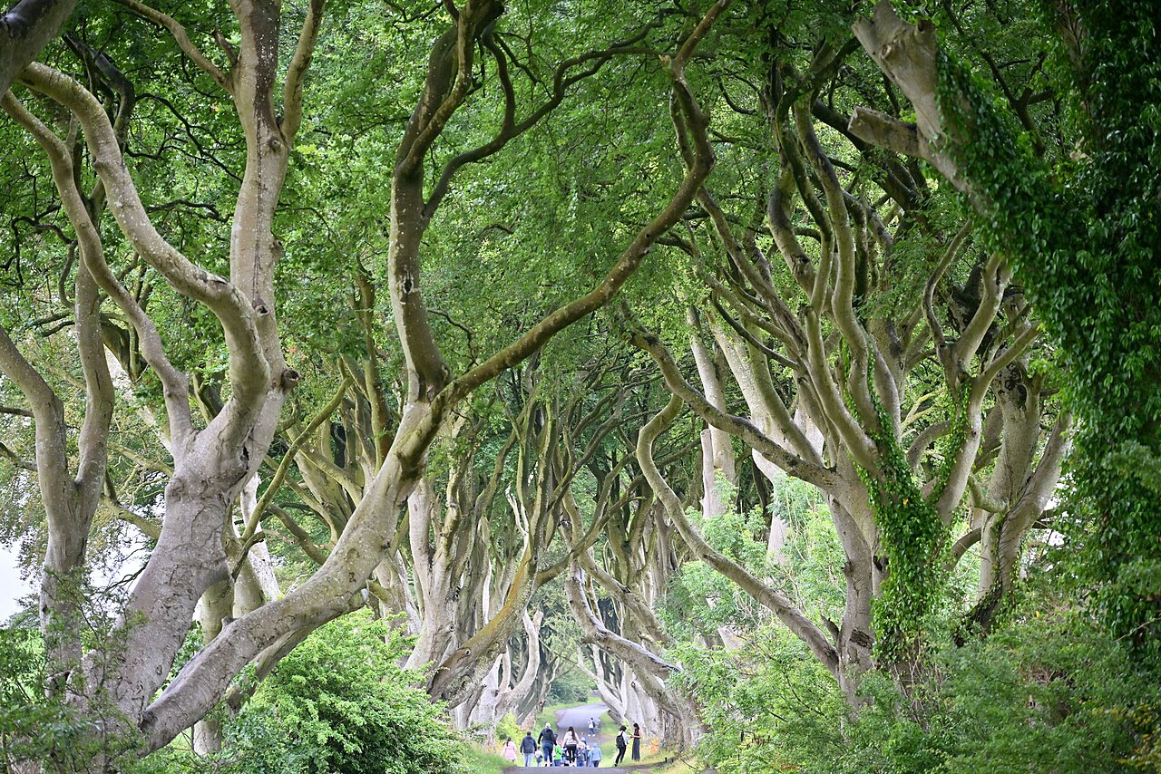 Dark Hedges et ses vieux hêtres en Irlande du Nord en 2024 Dark Hedges et ses vieux hêtres en Irlande du Nord en 2024