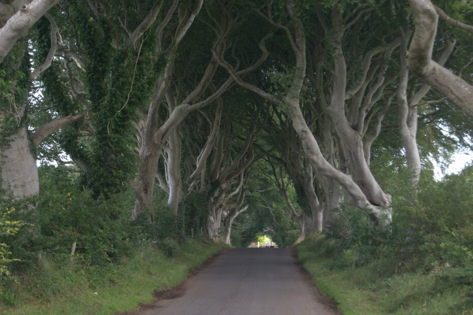 Dark Hedges - Le tunnel d'arbres de Game of Thrones dark hedges route hetres irlande du nord Route de Dark Hedges sous la voûte des hêtres en Irlande du Nord