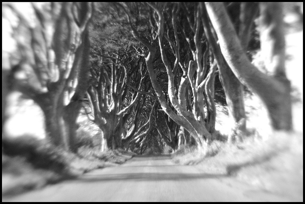 Dark Hedges - Le tunnel d'arbres de Game of Thrones dark hedges tunnel d arbres de game of thrones 10 dark-hedges-tunnel-d-arbres-de-game-of-thrones-10
