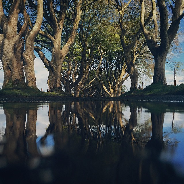Dark Hedges - Le tunnel d'arbres de Game of Thrones dark hedges tunnel d arbres de game of thrones 12 dark-hedges-tunnel-d-arbres-de-game-of-thrones-12