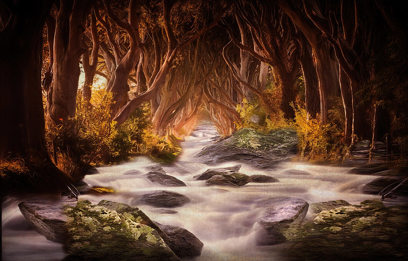 Dark Hedges - Le tunnel d'arbres de Game of Thrones dark hedges tunnel d arbres de game of thrones 13 dark-hedges-tunnel-d-arbres-de-game-of-thrones-13