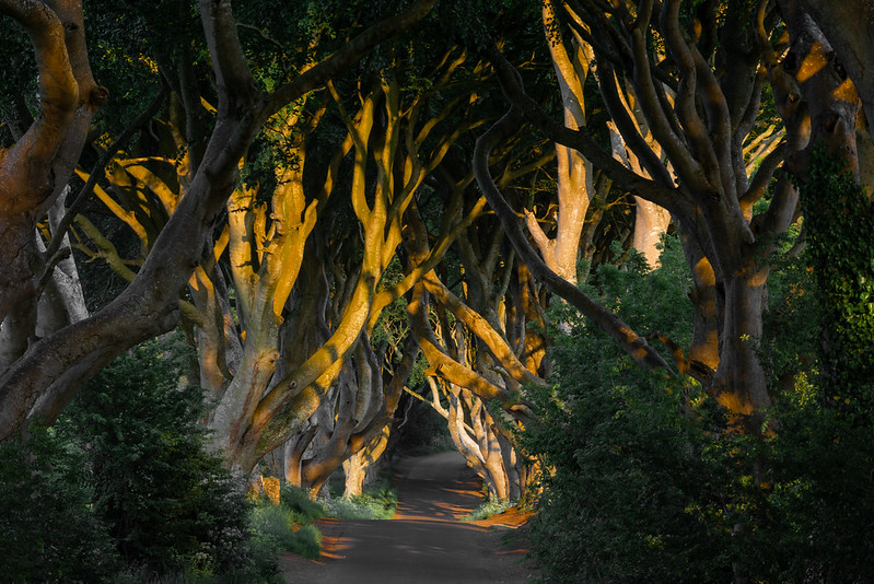 Dark Hedges - Le tunnel d'arbres de Game of Thrones dark hedges tunnel d arbres de game of thrones 14 dark-hedges-tunnel-d-arbres-de-game-of-thrones-14