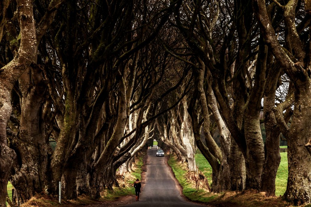 Dark Hedges - Le tunnel d'arbres de Game of Thrones dark hedges tunnel d arbres de game of thrones 3 dark-hedges-tunnel-d-arbres-de-game-of-thrones-3