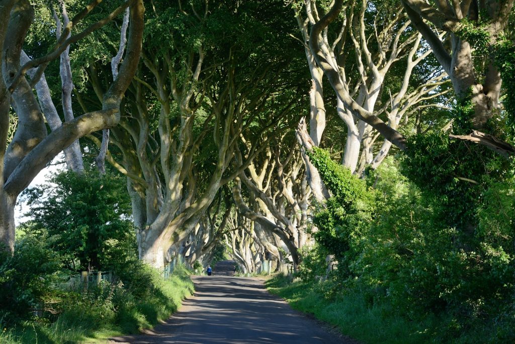 Dark Hedges - Le tunnel d'arbres de Game of Thrones dark hedges tunnel d arbres de game of thrones 4 dark-hedges-tunnel-d-arbres-de-game-of-thrones-4