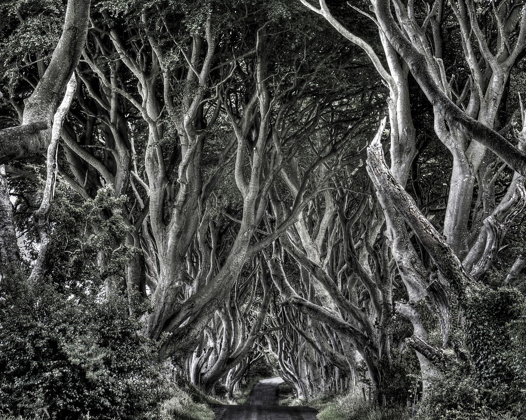 Dark Hedges - Le tunnel d'arbres de Game of Thrones dark hedges tunnel d arbres de game of thrones 5 dark-hedges-tunnel-d-arbres-de-game-of-thrones-5
