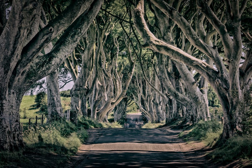 Dark Hedges - Le tunnel d'arbres de Game of Thrones dark hedges tunnel d arbres de game of thrones 6 dark-hedges-tunnel-d-arbres-de-game-of-thrones-6